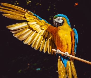 Green Parrot For Sale